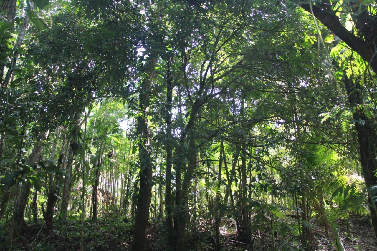Sitio Das Bromelias Cachoeira Do Tombador Ubatuba Bagian luar foto